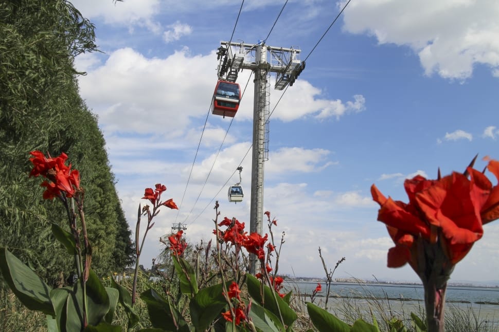 red petaled flower on the top of cable car preview