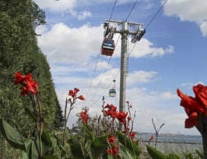 red petaled flower on the top of cable car thumbnail