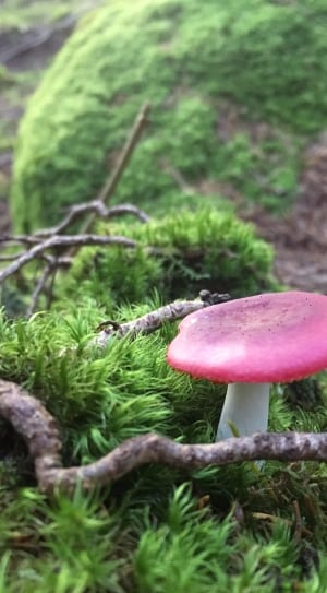 pink and white mushroom thumbnail
