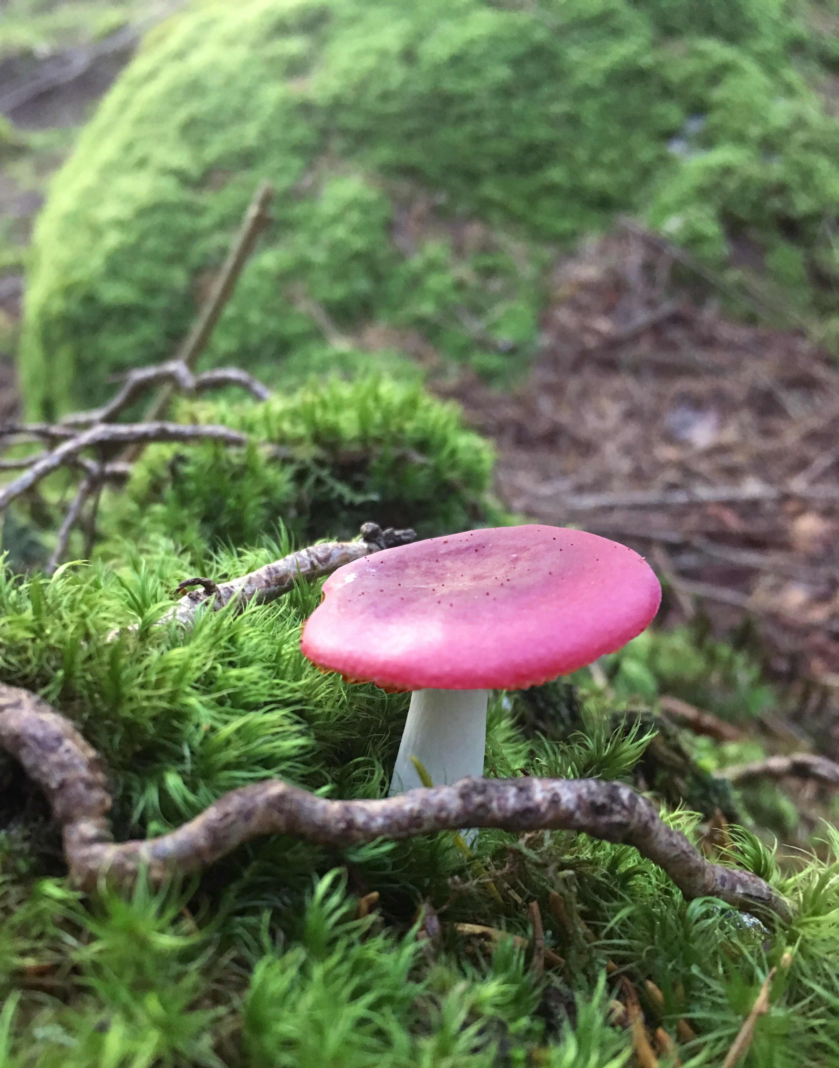 pink and white mushroom