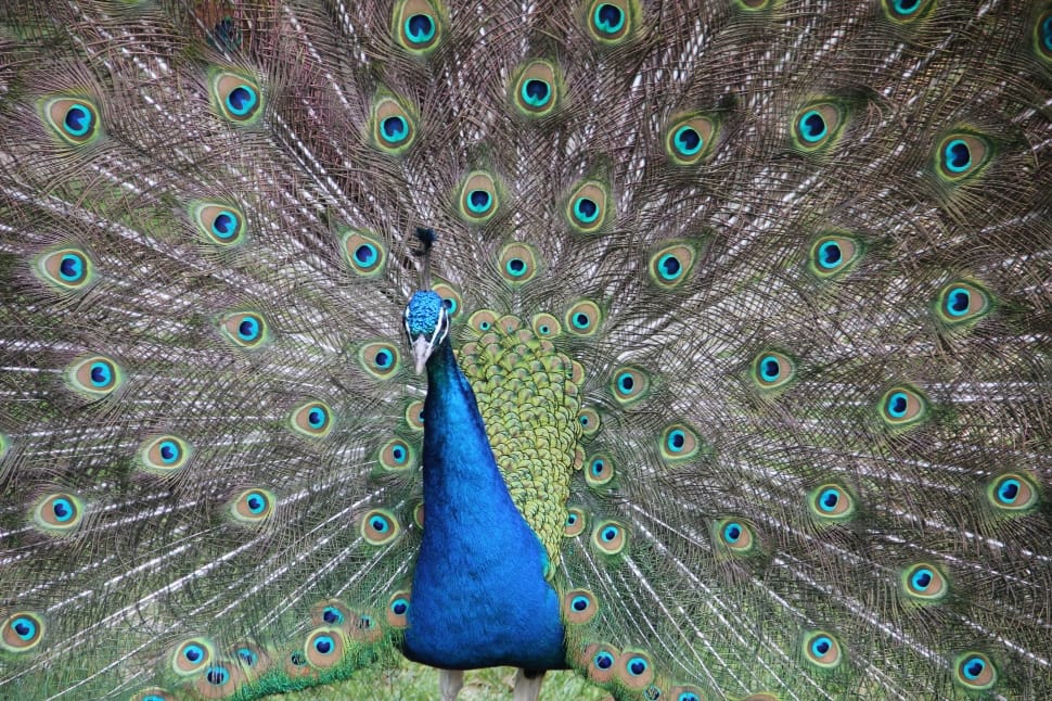 blue and green peacock preview