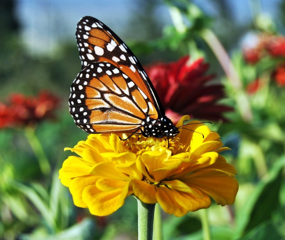 monarch butter and yellow flower preview