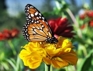monarch butter and yellow flower thumbnail