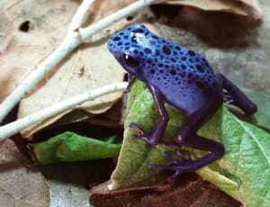 blue and black frog thumbnail