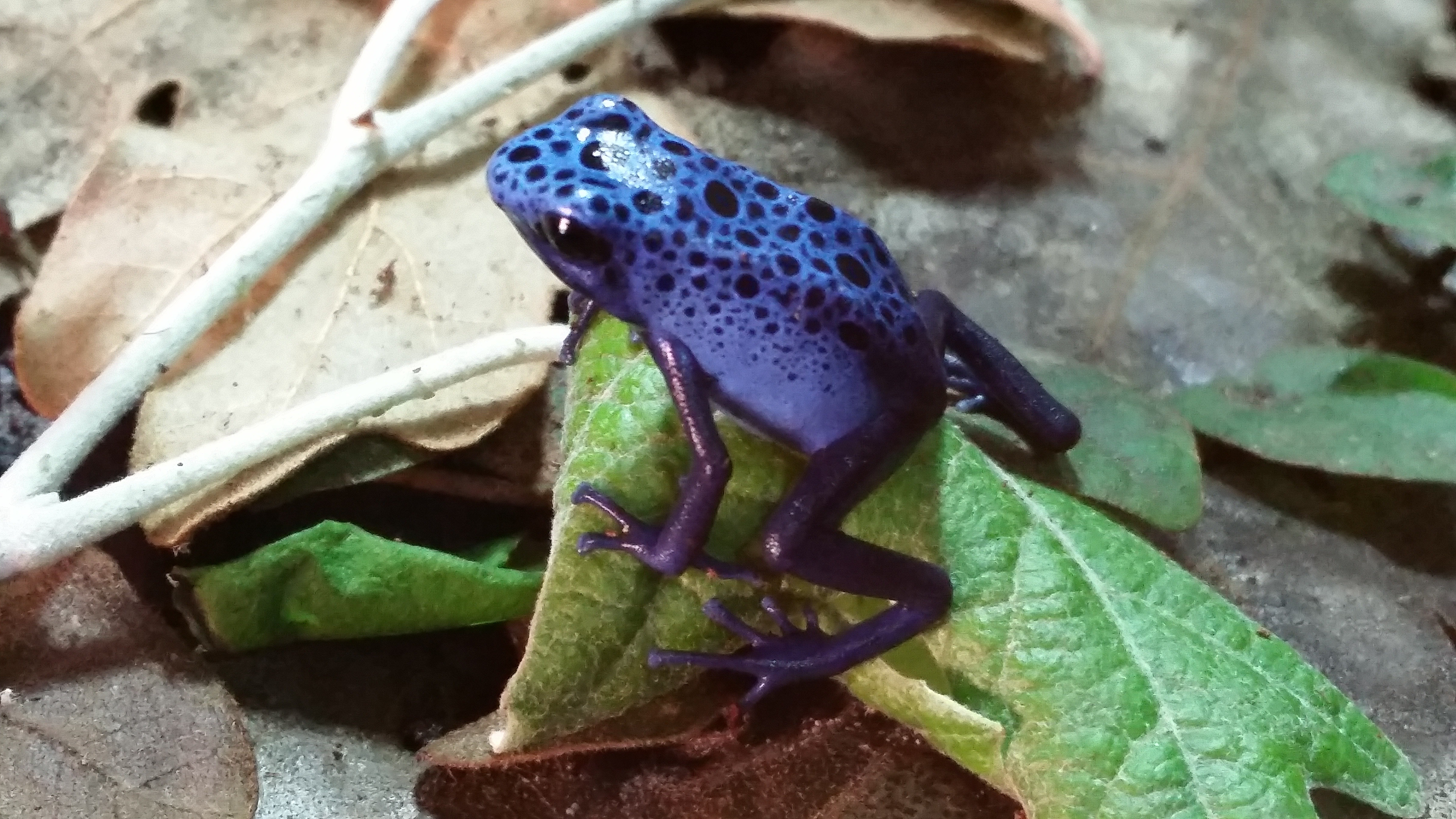 blue and black frog