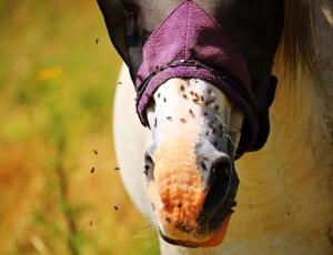 white and brown horse thumbnail