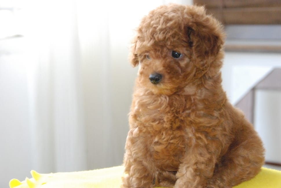 tan teacup poodle