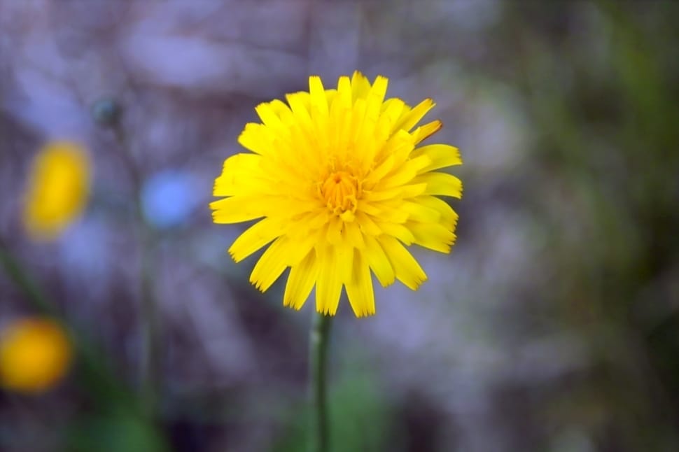 tilt lens photography of yellow flower preview