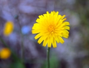 tilt lens photography of yellow flower thumbnail
