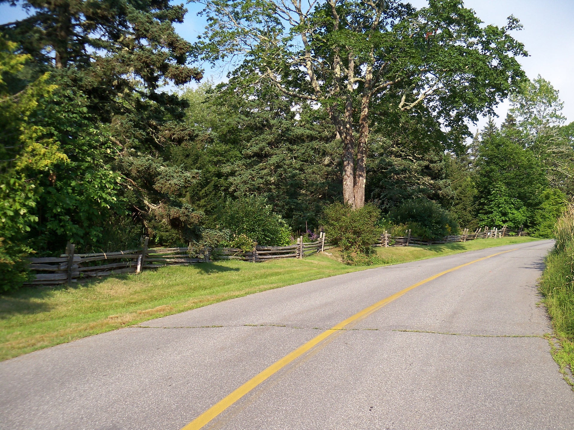 grey concrete road with yellow center line between green trees