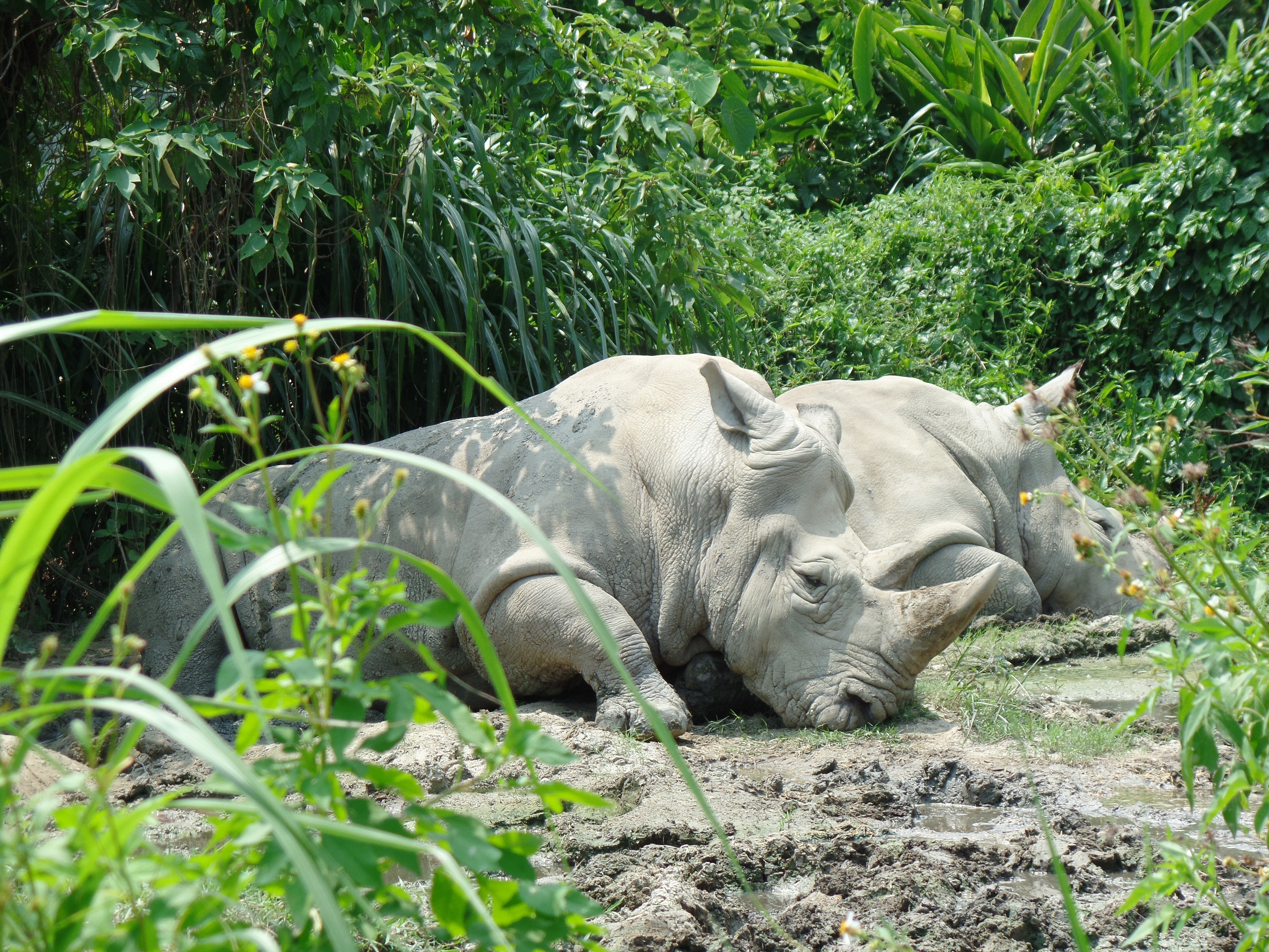 2 rhinoceros