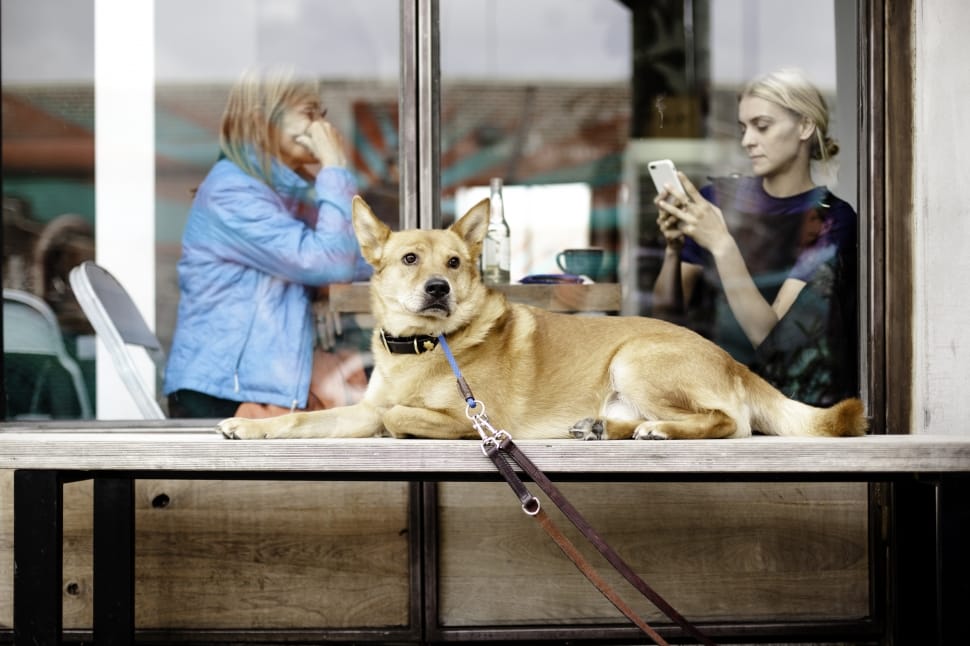 tan short coat dog lying near glass window with collar preview