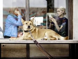 tan short coat dog lying near glass window with collar thumbnail