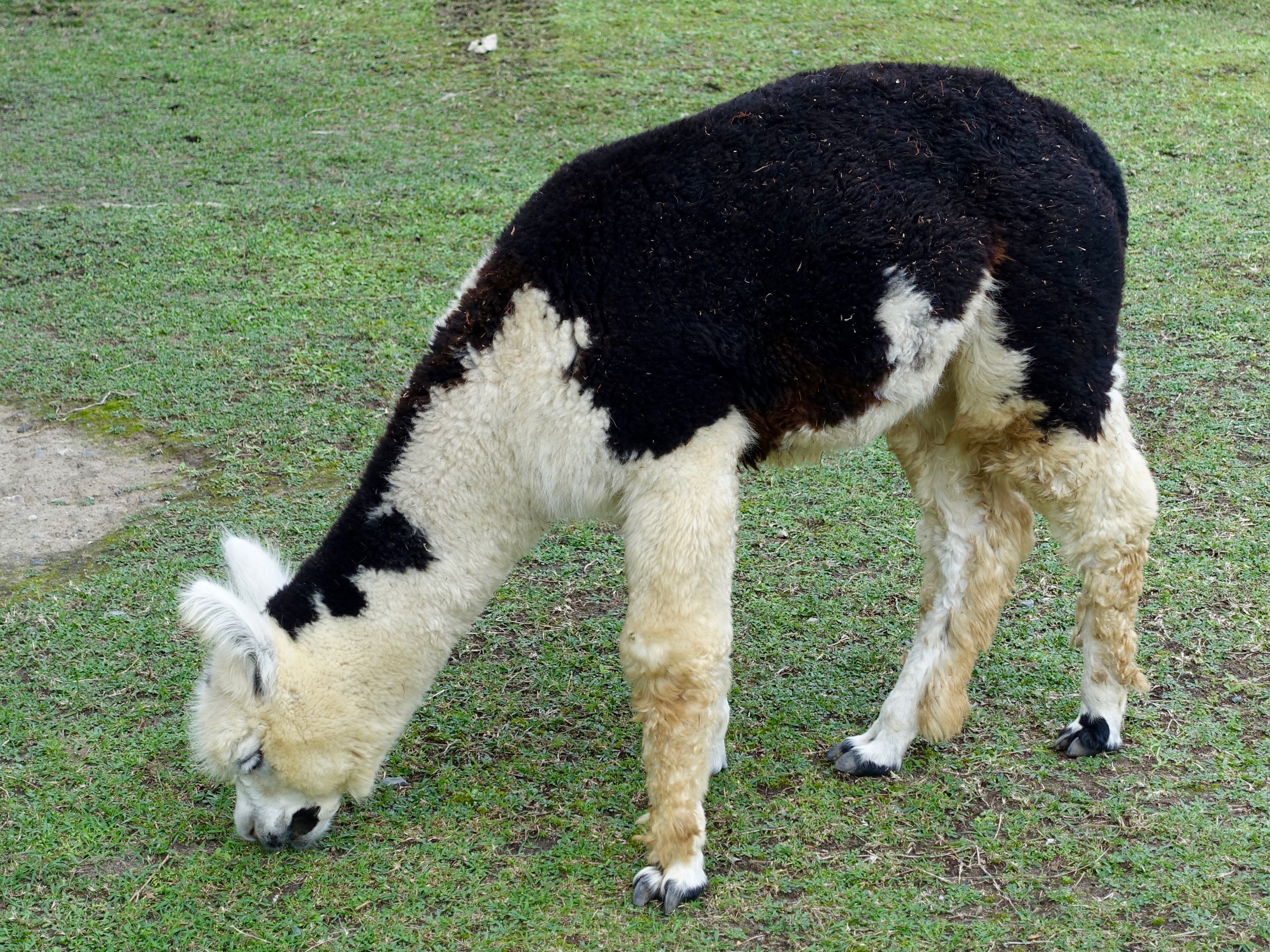 white and black llama