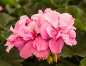 2 pink petaled flowers thumbnail