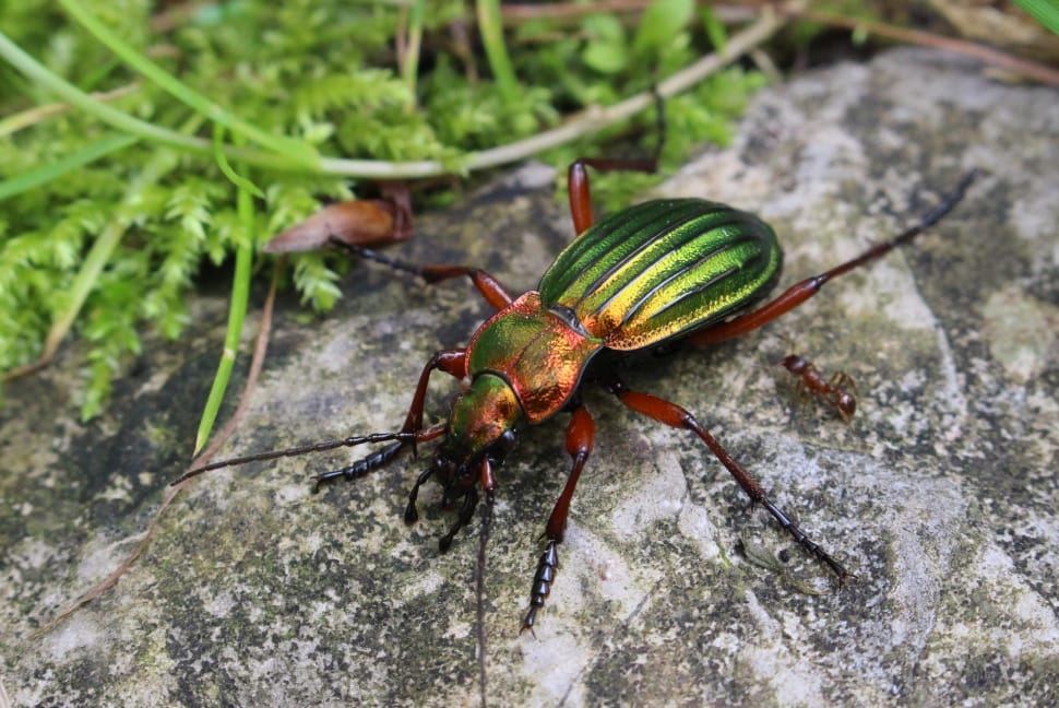 green and red beetle preview