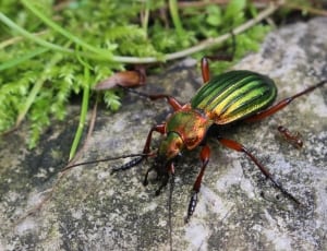 green and red beetle thumbnail