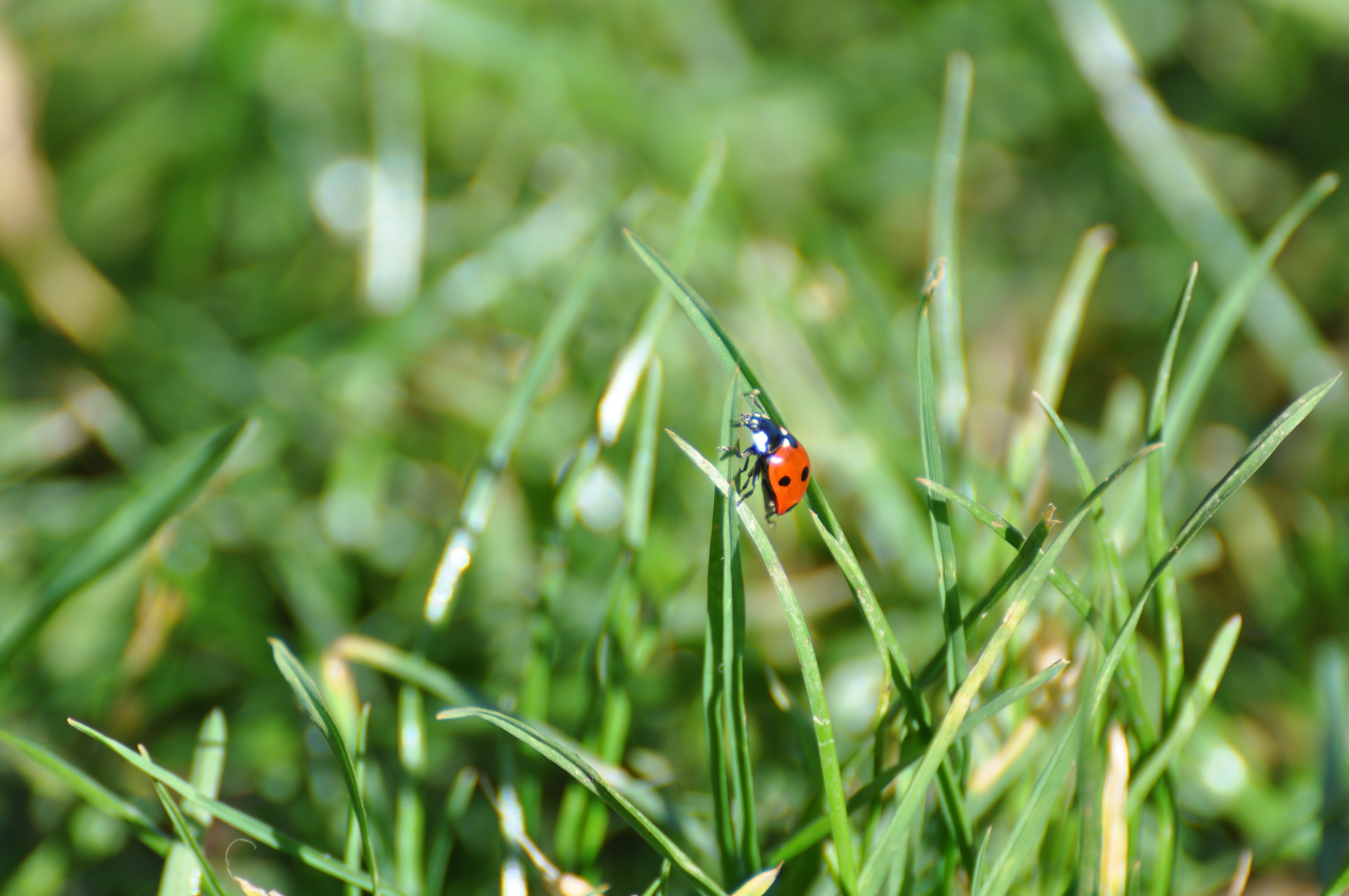 red ladybug