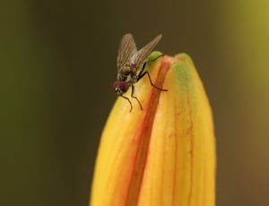 Fly, Insect, Close, Animal, Nature, insect, one animal thumbnail