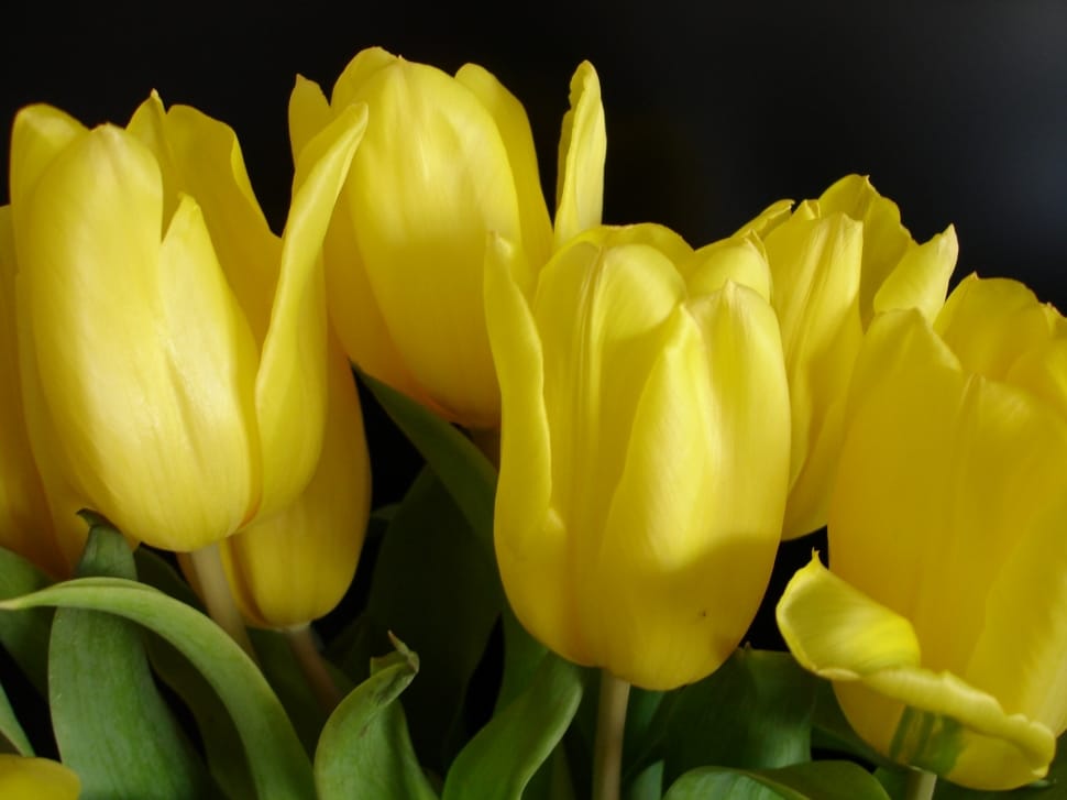 yellow tulip flowers preview