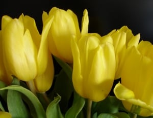 yellow tulip flowers thumbnail