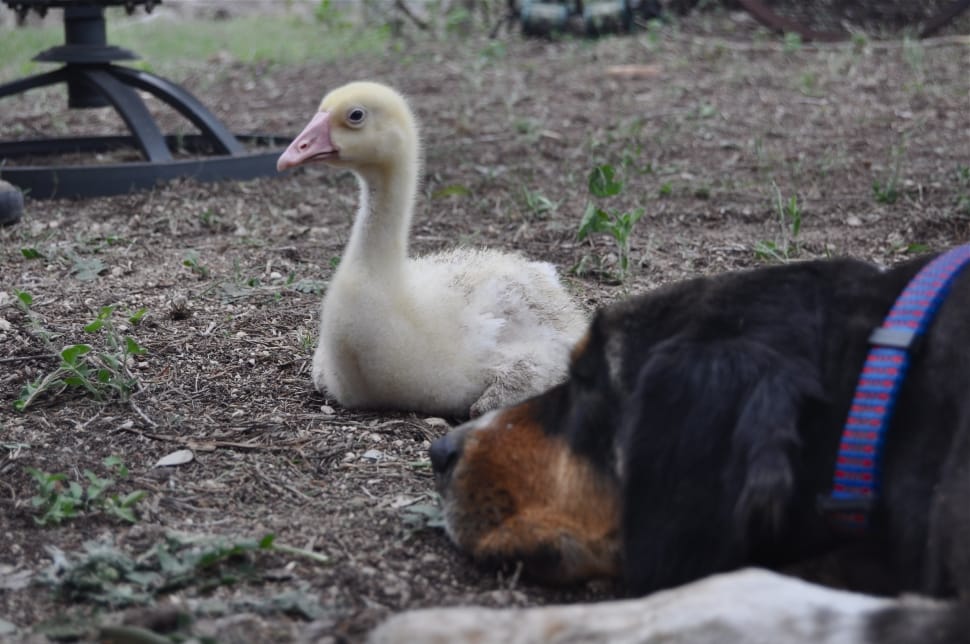 black short coated dog and beige and white duck preview