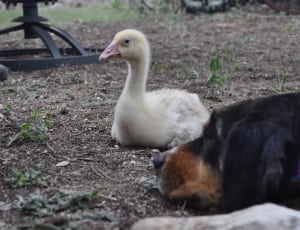 black short coated dog and beige and white duck thumbnail