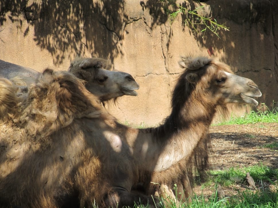 brown camels preview