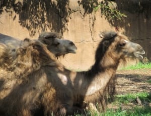 brown camels thumbnail