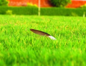 close photo of black feather on green grass field thumbnail