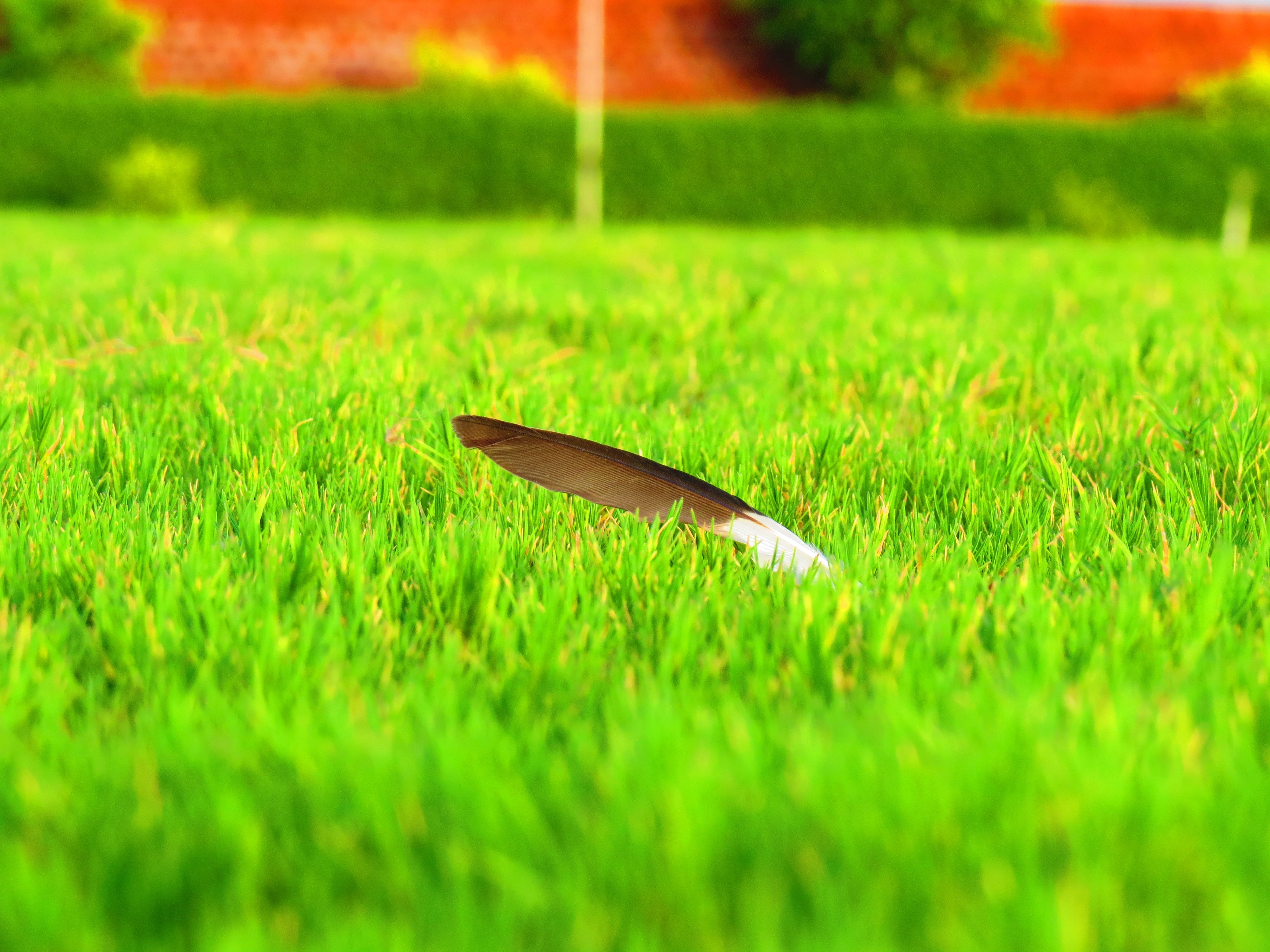 close photo of black feather on green grass field
