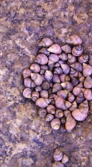 white and gray seashells under gray surface thumbnail