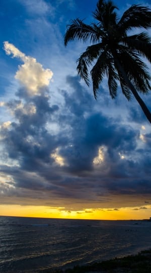 palm tree silhouette thumbnail