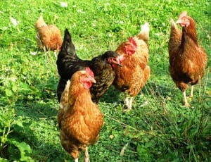 flock of black and brown hens thumbnail