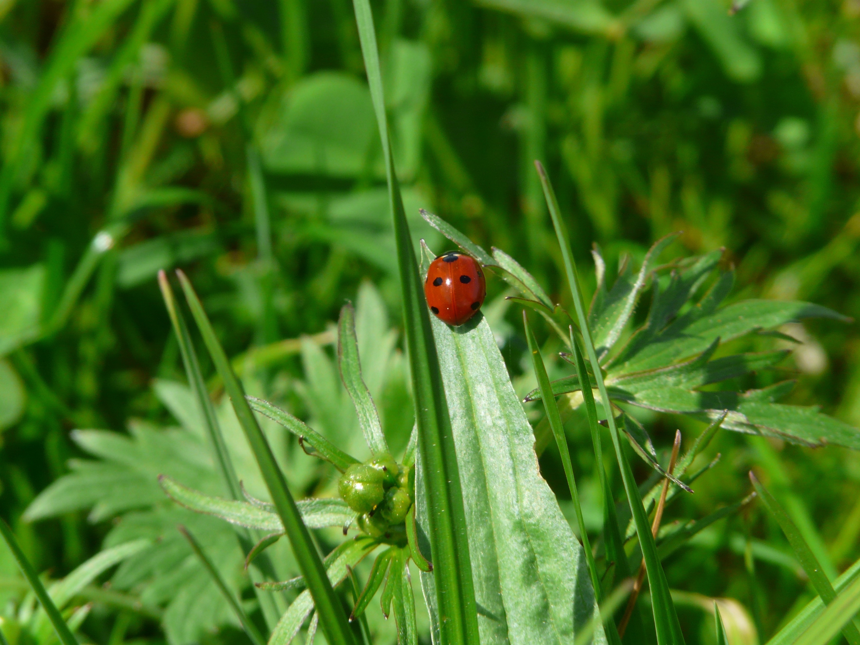 2560x1440-wallpaper-red-and-black-ladybug-peakpx