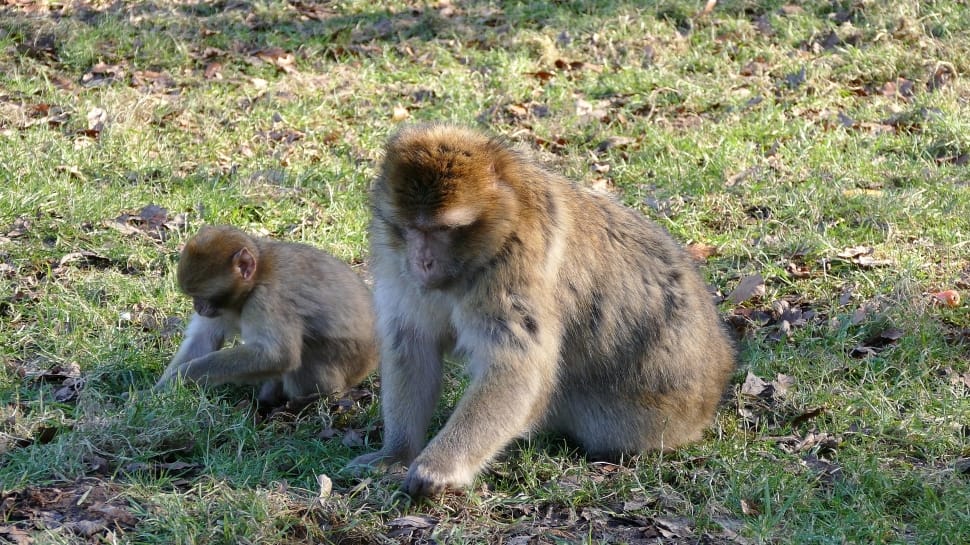 two brown and gray monkeys preview