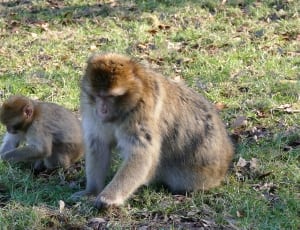two brown and gray monkeys thumbnail
