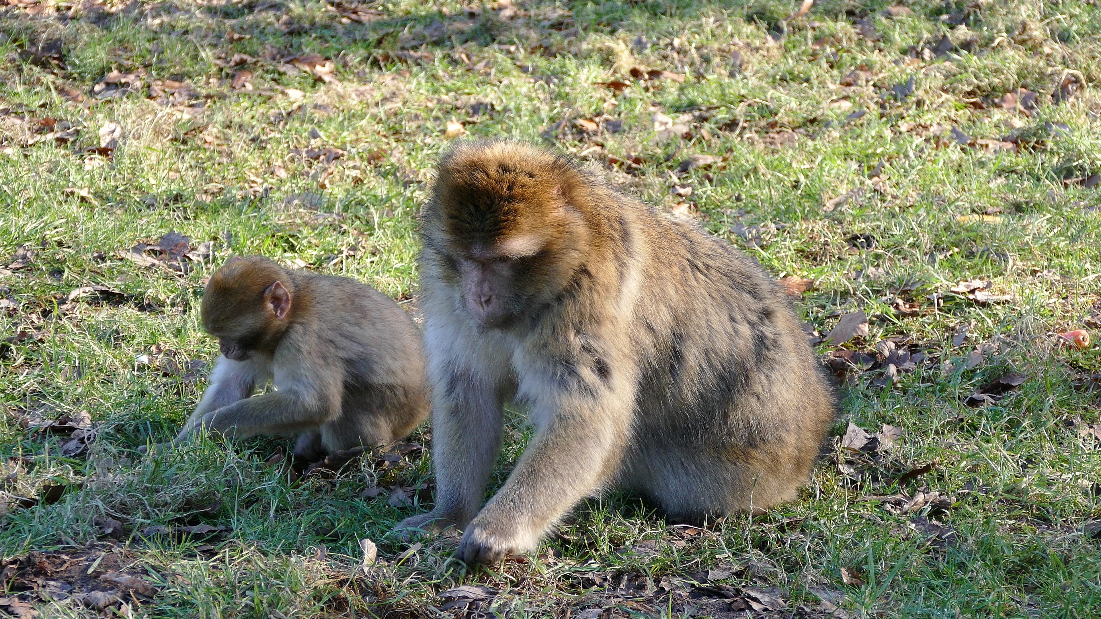 two brown and gray monkeys