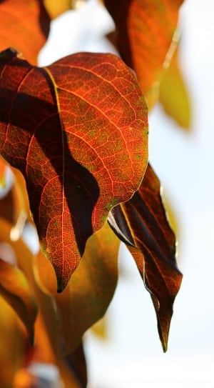orange maple leaf thumbnail