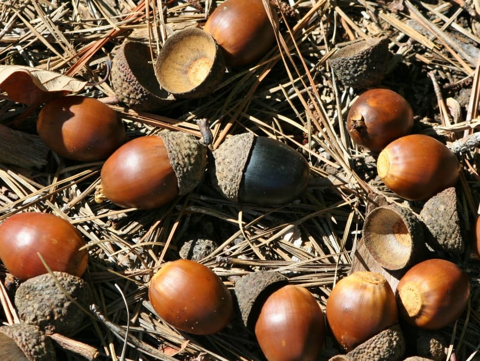 brown chestnuts preview