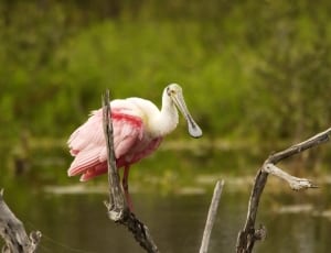 pink and white bird thumbnail
