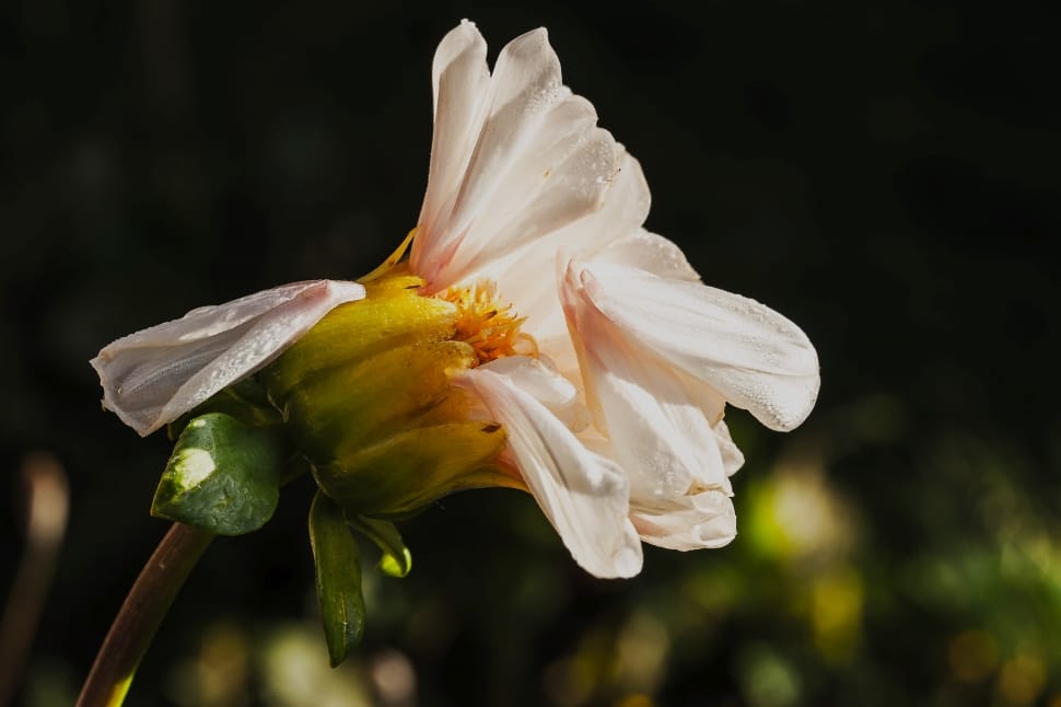 white chrysanthemum preview