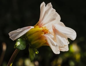 white chrysanthemum thumbnail