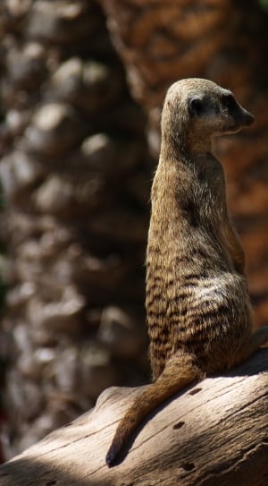 brown ferret thumbnail