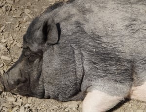 gray pig thumbnail
