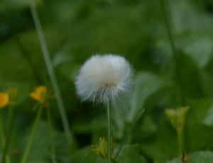 white cotton flower thumbnail
