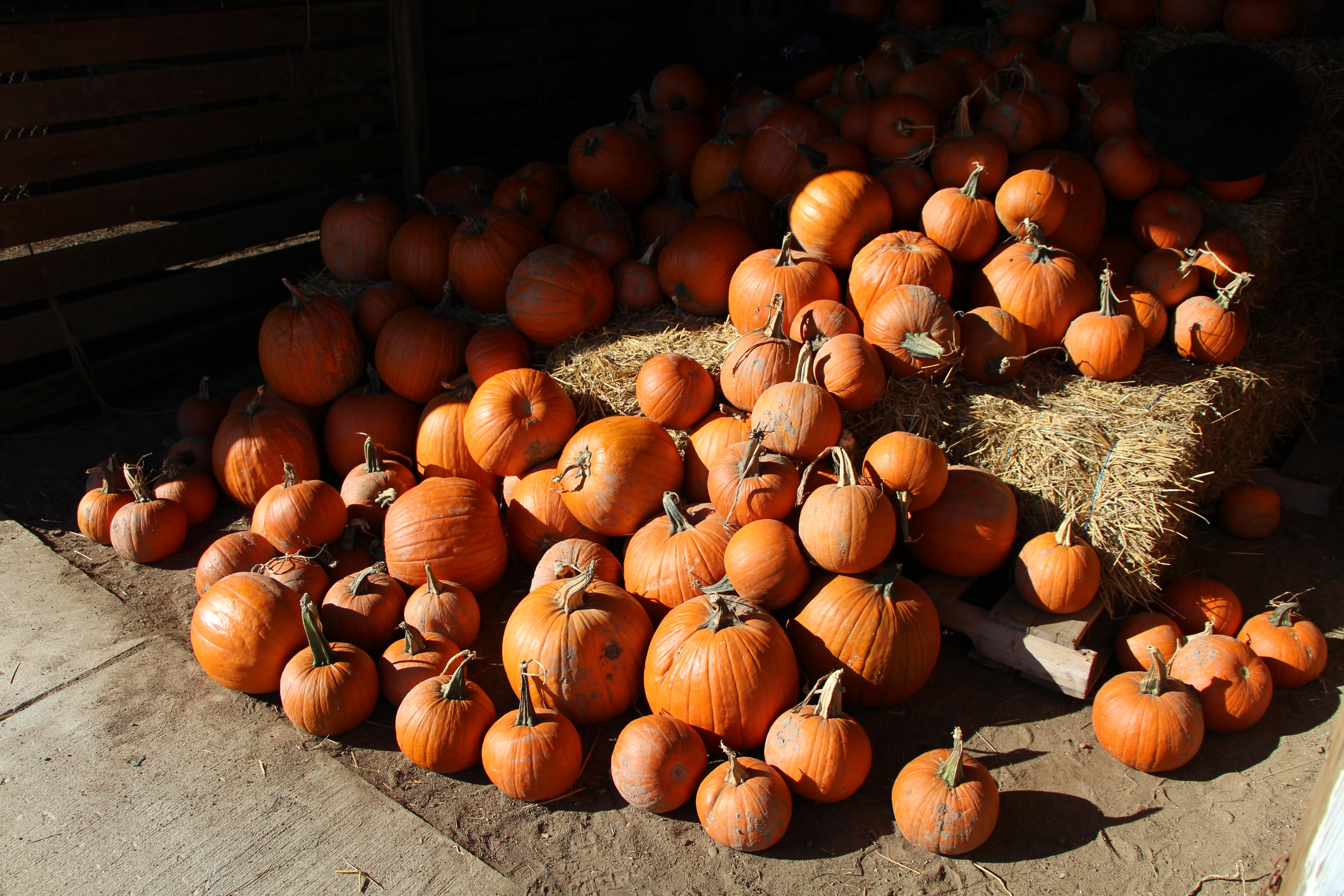 pumpkin lot