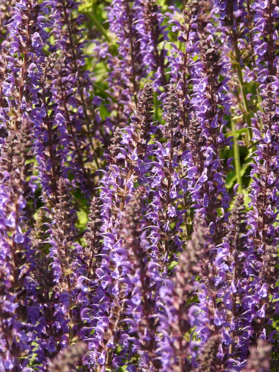 purple lavender flowers preview