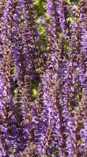 purple lavender flowers thumbnail