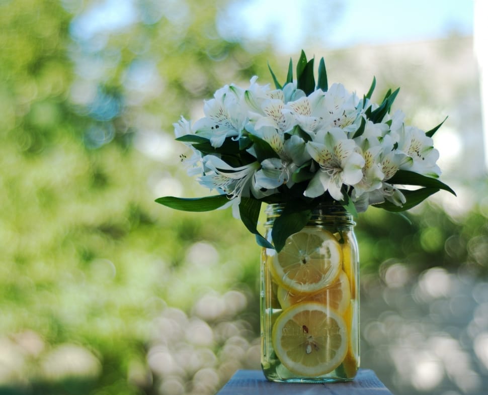 white petaled flowers and sliced lemons preview